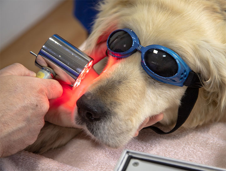 Veterinary Laser Laser Therapy For Dogs