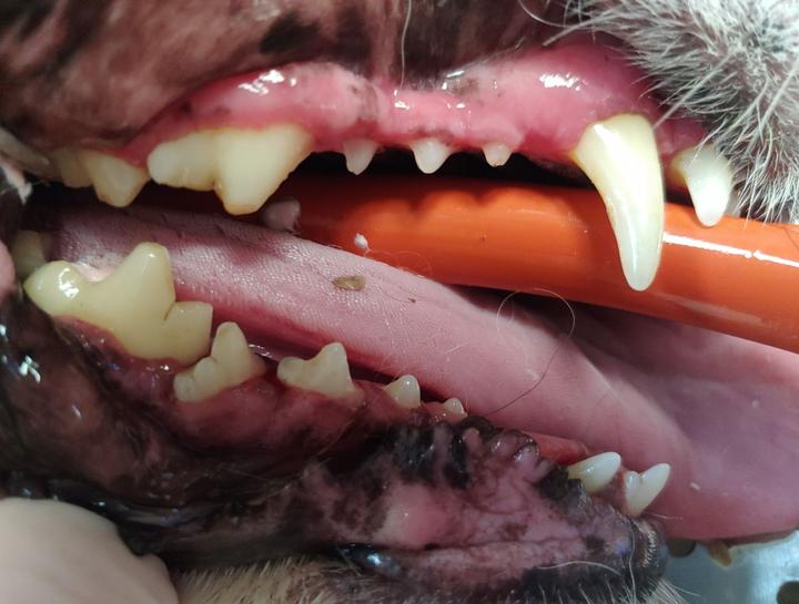 Preventive Dental Care