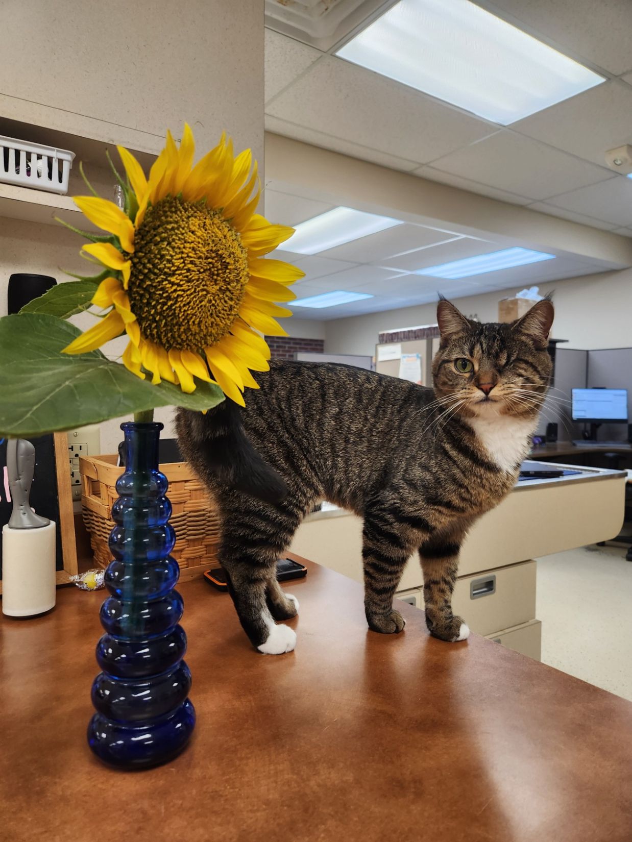 Comprehensive health and wellness benefits