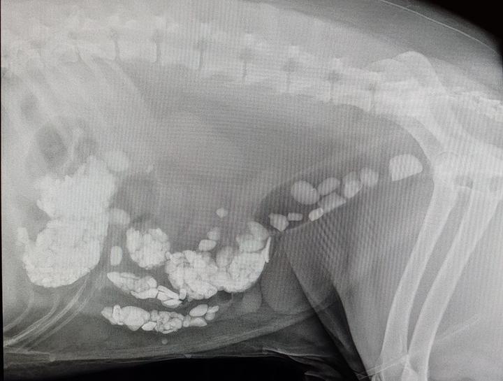 Pet Digital Radiology
