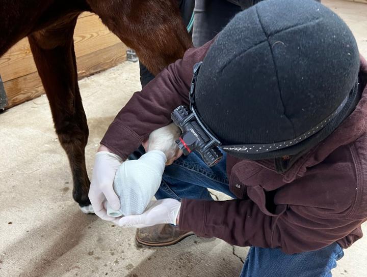 Emergency Large Animal Care