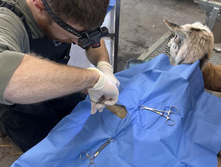 Emergency Large Animal Care