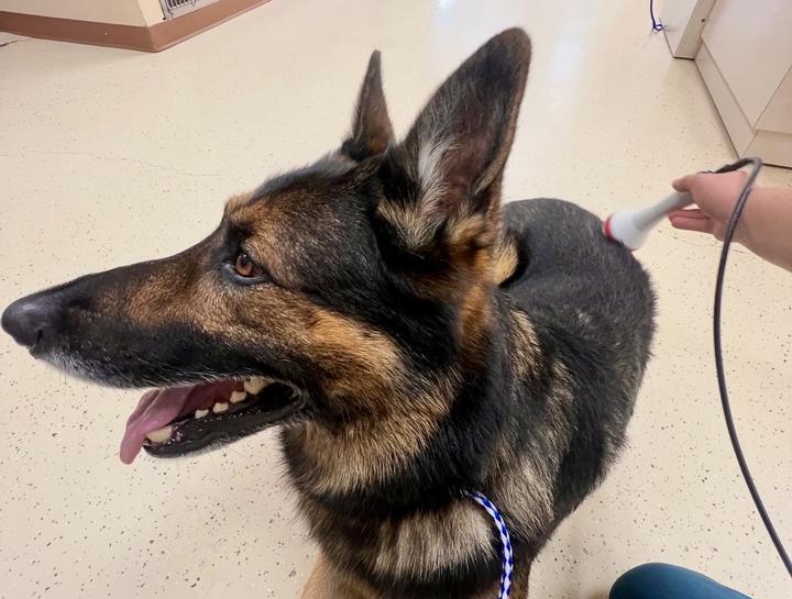 Laser Therapy for Dogs