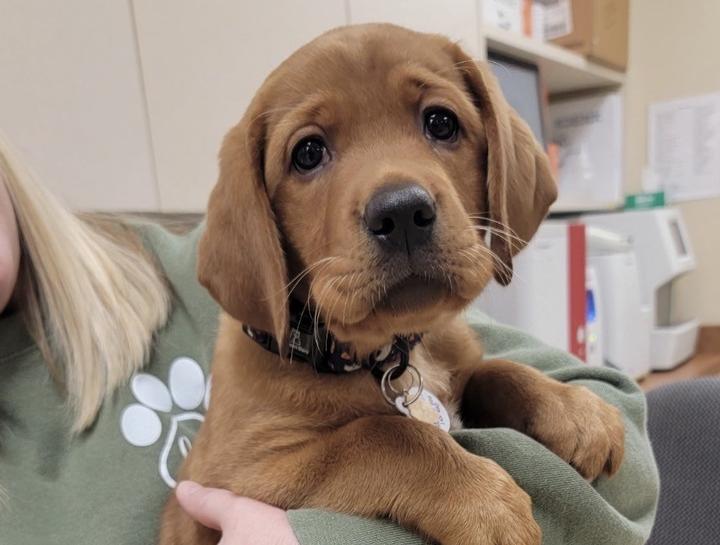Puppy & Kitten Care