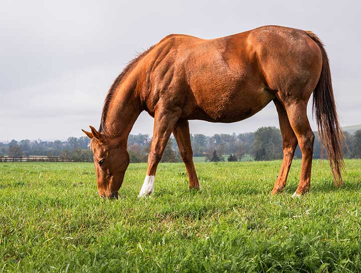 Emergency Veterinary Care