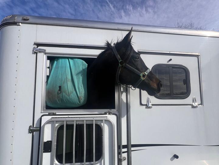 Large Animal Travel $city