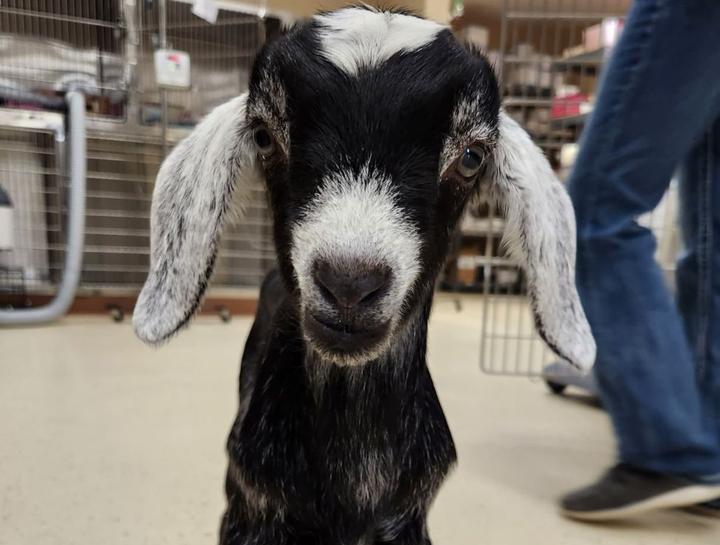 Livestock veterinarian