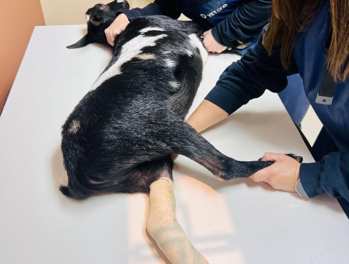 Orthopedic Pet Surgery