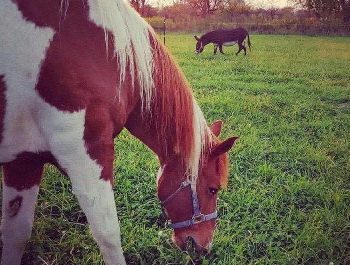 Equine Care