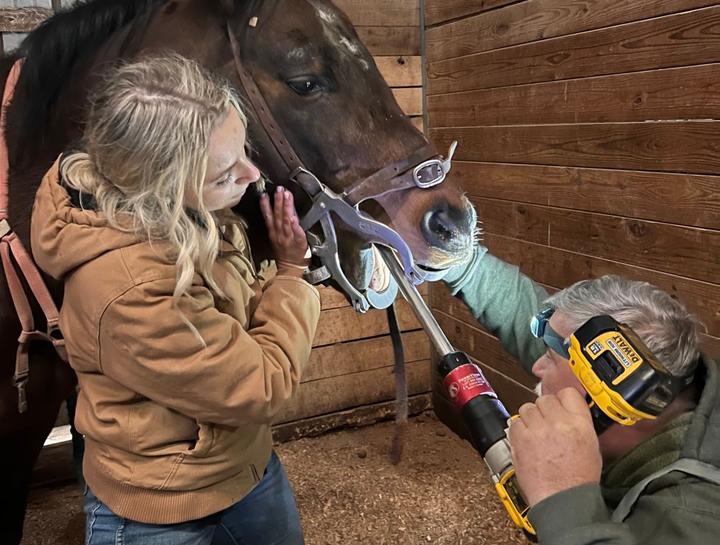 $city Equine Veterinarians